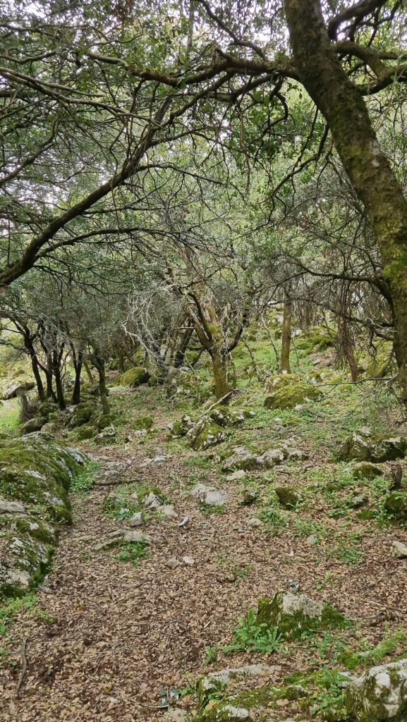 kreuzfahrt-anker_AIDAcosma_Transorient_Heraklion_Waldweg