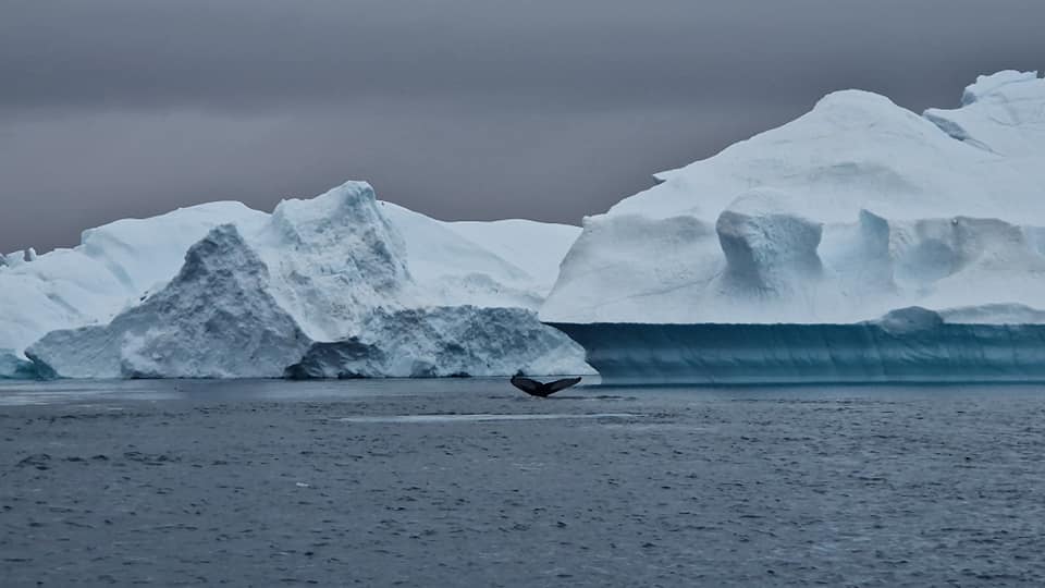 kreuzfahrt-anker_de_AIDAluna_Groenland_Ilulissat_Illimanaq_Discobucht