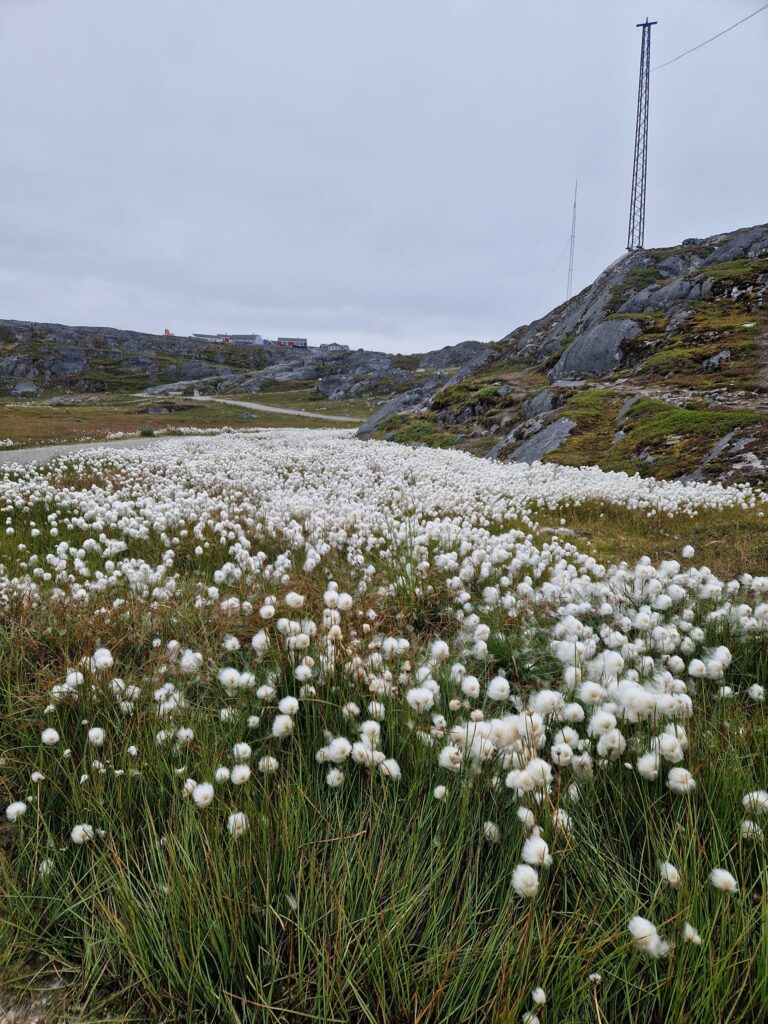 kreuzfahrt-anker_de_AIDAluna_Groenland_Nuuk