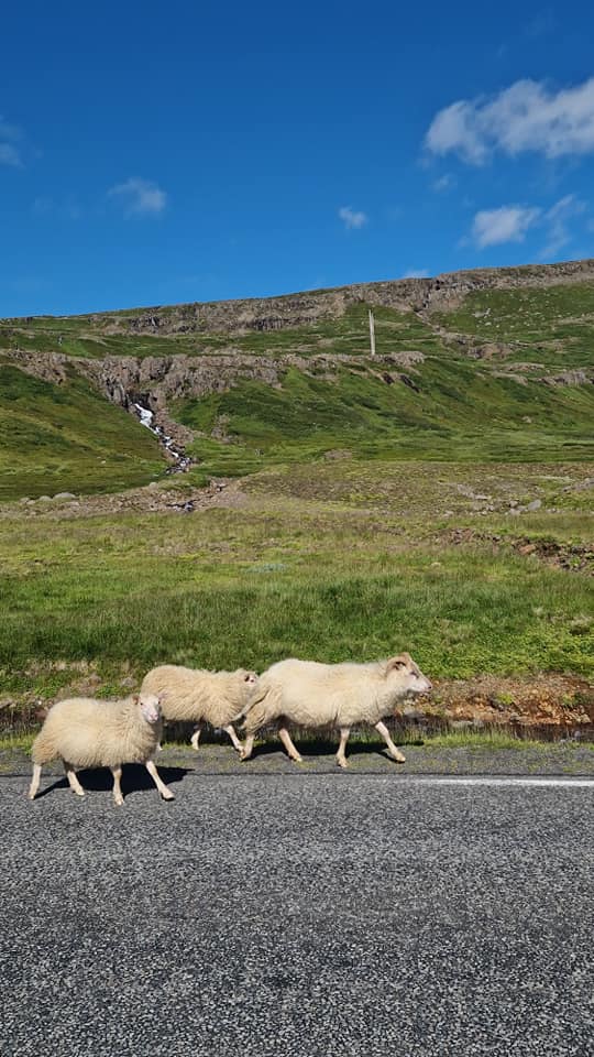 kreuzfahrt-anker_de_AIDAluna_Groenland_Seydisfoerdur